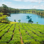 Île Maurice quelles sont les températures toute l’année Moyennes réelles, mer et variations saisonnières