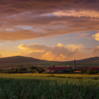 Le rhum de l&rsquo;île Maurice : guide complet des distilleries, marques et dégustations en 2026