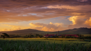 Le rhum de l'île Maurice guide complet des distilleries, marques et dégustations en 2026
