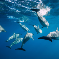 L&rsquo;île Maurice en août : météo, activités, budget et conseils pratiques
