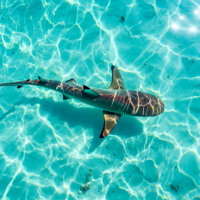 Requins à l&rsquo;île Maurice : faut-il avoir peur ? Guide complet en 2026