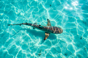 Requins à l'île Maurice faut-il avoir peur Guide complet en 2026