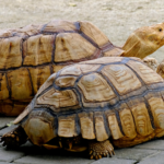 Jardin botanique de Pamplemousses guide complet pour visiter le plus ancien de l'hémisphère sud