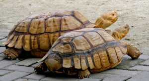 Jardin botanique de Pamplemousses guide complet pour visiter le plus ancien de l'hémisphère sud