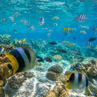 Poissons de l&rsquo;île Maurice : espèces, observation et gastronomie