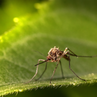 Zika à l&rsquo;île Maurice : risque réel, situation 2026 et prévention