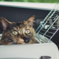 Animaux de compagnie à l&rsquo;île Maurice : vétérinaires, soins et importation de votre chien ou chat