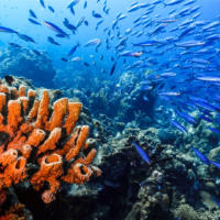 Les récifs coralliens de l&rsquo;île Maurice : état, menaces et spots préservés
